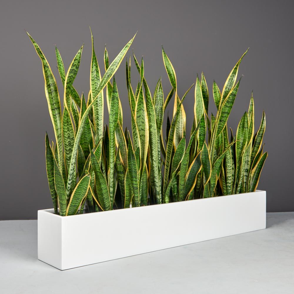 oblong planter indoor Wheeling Rectangular Indoor/Outdoor Planter