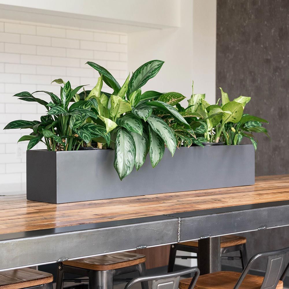 Wheeling Rectangular Indoor/Outdoor Planter